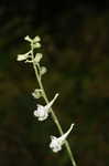 Carolina larkspur